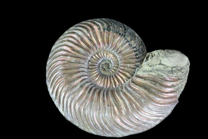 Iridescent Ammonite (Quenstedticeras) Fossil With Pyrite #78521